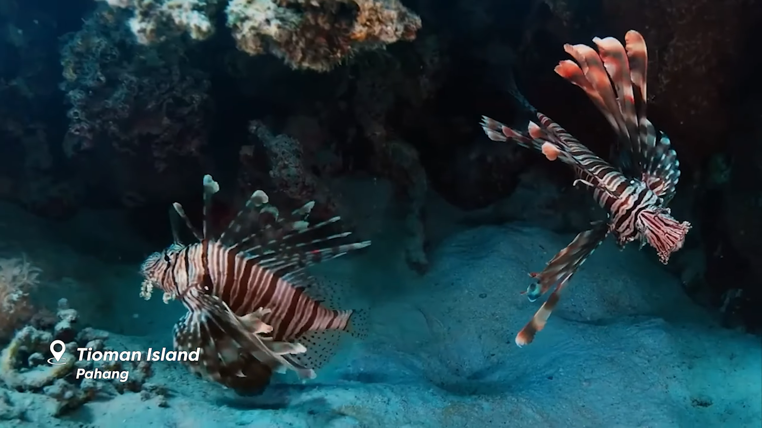 Tioman Island Ikan Kecil